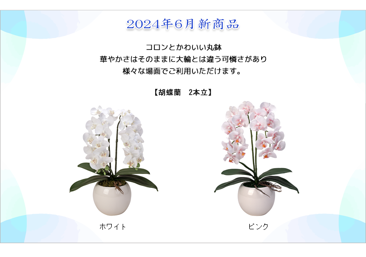 2024年6月新商品胡蝶蘭2本立 2024年6月新商品胡蝶蘭2本立